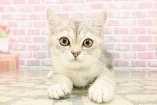 埼玉県のブリティッシュショートヘアー (Coo&RIKUアニマルケアセンター大宮/2025年5月17日生まれ/男の子/シルバースポットタビー)の子猫の1枚目の画像