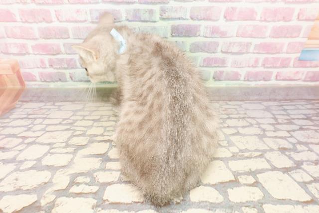 埼玉県のブリティッシュショートヘアー (Coo&RIKUアニマルケアセンター大宮/2025年5月17日生まれ/男の子/シルバースポットタビー)の子猫の4枚目の画像