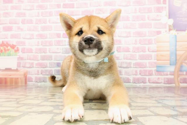 静岡県の豆柴 (Coo&RIKU浜松店/2025年5月12日生まれ/男の子/赤)の子犬の1枚目の画像