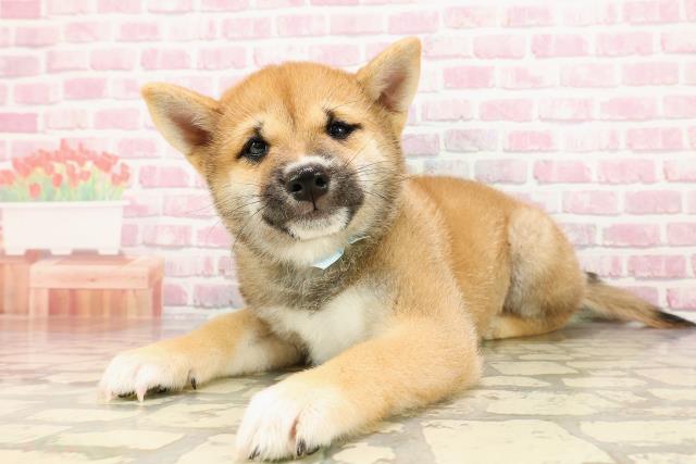 静岡県の豆柴 (Coo&RIKU浜松店/2025年5月12日生まれ/男の子/赤)の子犬の2枚目の画像