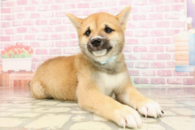 静岡県の豆柴 (Coo&RIKU浜松店/2025年5月12日生まれ/男の子/赤)の子犬の3枚目の画像