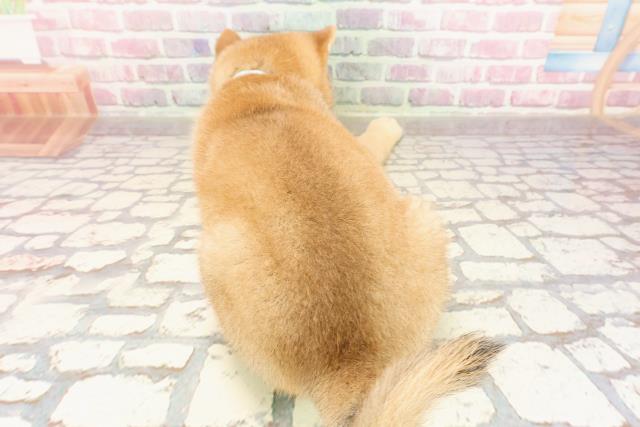 静岡県の豆柴 (Coo&RIKU浜松店/2025年5月12日生まれ/男の子/赤)の子犬の4枚目の画像