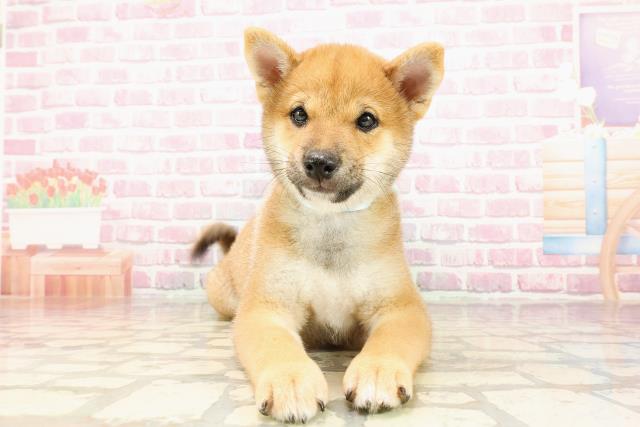 埼玉県の豆柴 (Coo&RIKU川越店/2025年5月12日生まれ/男の子/赤)の子犬