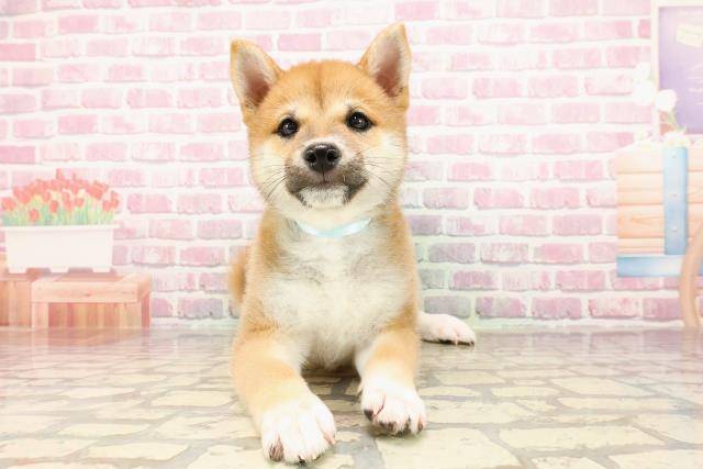 千葉県の豆柴 (Coo&RIKUフレスポ稲毛店/2025年5月12日生まれ/男の子/赤)の子犬