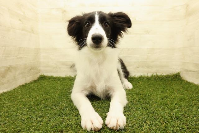 埼玉県のボーダーコリー (Coo&RIKU川越店/2025年3月10日生まれ/女の子/ブラックホワイト)の子犬