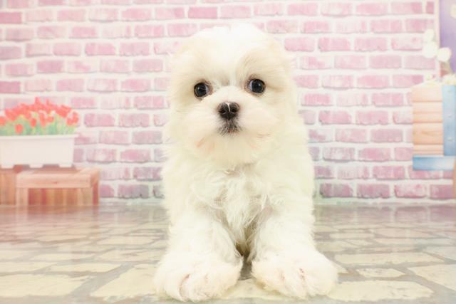 埼玉県のマルチーズ (Coo&RIKUアニマルケアセンター大宮/2025年5月15日生まれ/男の子/ホワイト)の子犬の1枚目の画像