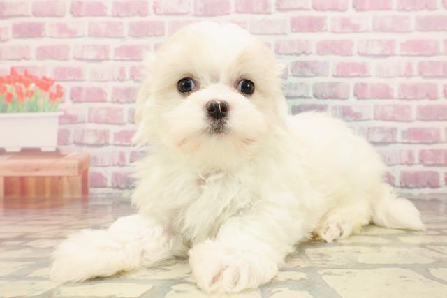 埼玉県のマルチーズ (Coo&RIKUアニマルケアセンター大宮/2025年5月15日生まれ/男の子/ホワイト)の子犬の2枚目の画像