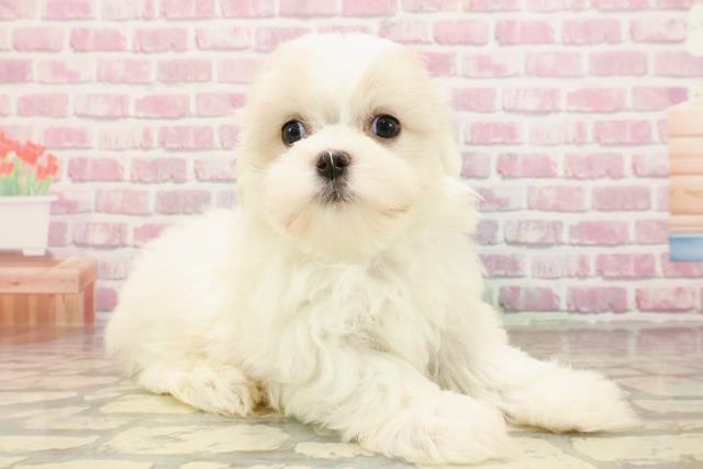 埼玉県のマルチーズ (Coo&RIKUアニマルケアセンター大宮/2025年5月15日生まれ/男の子/ホワイト)の子犬の3枚目の画像