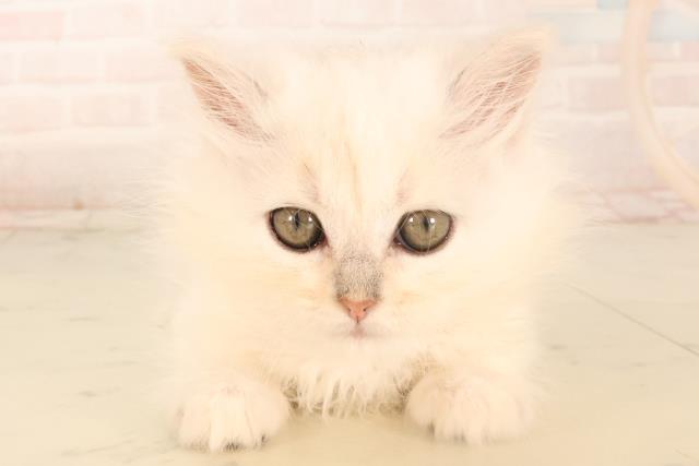福岡県のサイベリアン (Coo&RIKU福岡古賀店/2025年4月30日生まれ/女の子/シルバー)の子猫の1枚目の画像