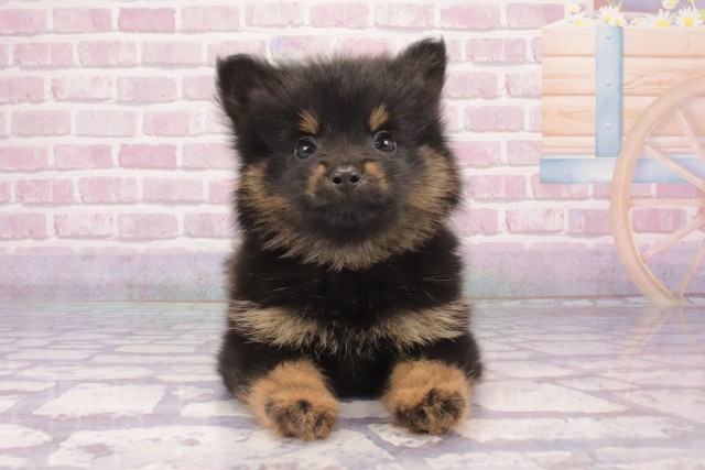 大阪府のポメラニアン (Coo&RIKU梅田店/2025年5月15日生まれ/男の子/ブラックタン)の子犬の1枚目の画像