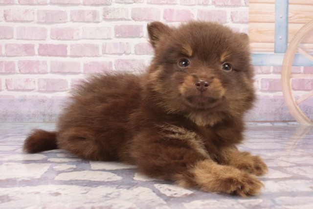 兵庫県のポメラニアン (Coo&RIKU神戸三宮店/2025年5月15日生まれ/女の子/チョコレートタン)の子犬の2枚目の画像