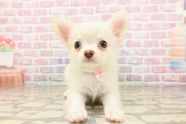 群馬県のチワワ(ロング) (Coo&RIKU藤岡店/2025年5月18日生まれ/女の子/クリーム)の子犬の1枚目の画像