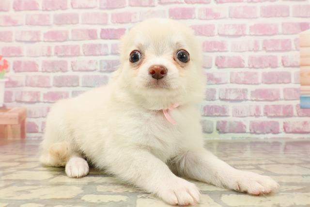 群馬県のチワワ(ロング) (Coo&RIKU藤岡店/2025年5月18日生まれ/女の子/クリーム)の子犬の3枚目の画像