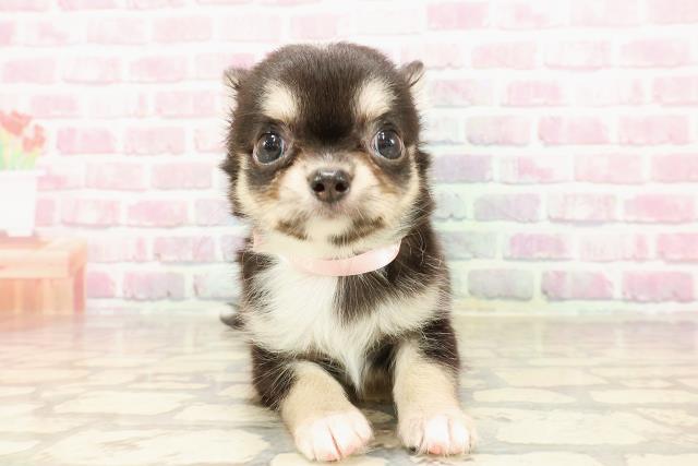 北海道のチワワ(ロング) (Coo&RIKU函館店/2025年5月18日生まれ/女の子/ブラックタン)の子犬の1枚目の画像