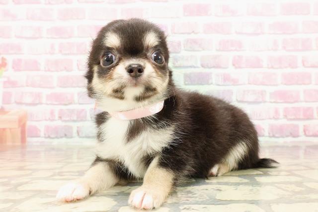 北海道のチワワ(ロング) (Coo&RIKU函館店/2025年5月18日生まれ/女の子/ブラックタン)の子犬の2枚目の画像