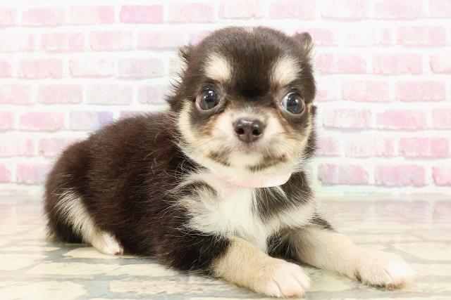 北海道のチワワ(ロング) (Coo&RIKU函館店/2025年5月18日生まれ/女の子/ブラックタン)の子犬の3枚目の画像