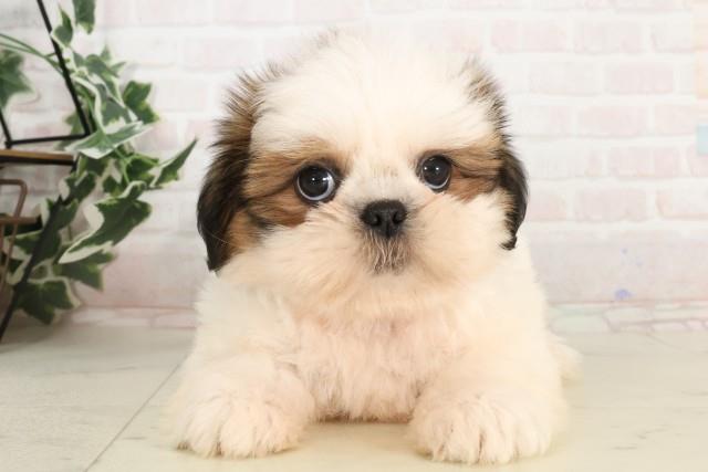 山口県のシーズー (Coo&RIKUシーモール下関店/2025年4月10日生まれ/女の子/ホワイトゴールド)の子犬の1枚目の画像