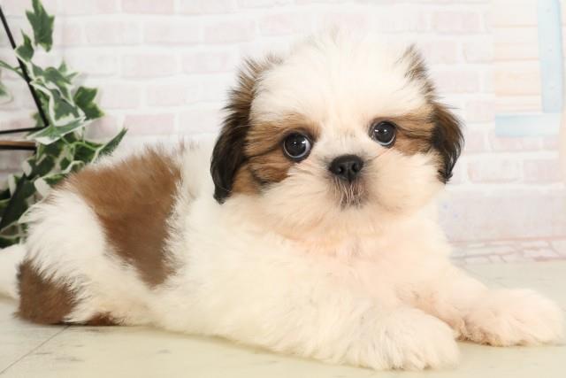 山口県のシーズー (Coo&RIKUシーモール下関店/2025年4月10日生まれ/女の子/ホワイトゴールド)の子犬の2枚目の画像