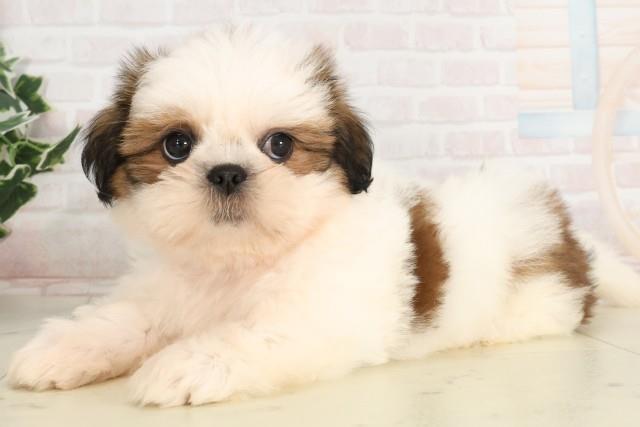 山口県のシーズー (Coo&RIKUシーモール下関店/2025年4月10日生まれ/女の子/ホワイトゴールド)の子犬の3枚目の画像