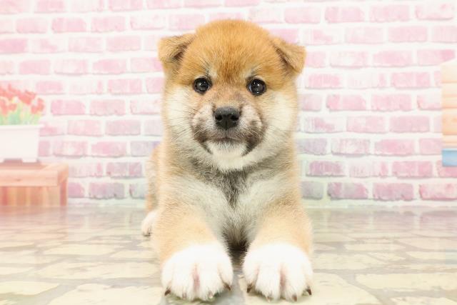 柴犬