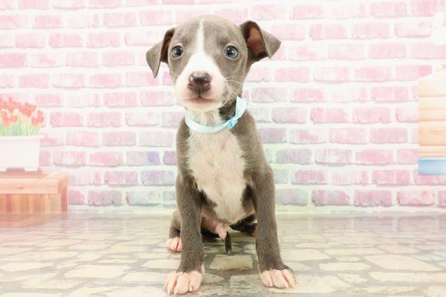 北海道のイタリアングレーハウンド (Coo&RIKU旭川店/2025年5月17日生まれ/男の子/ブルーホワイト)の子犬