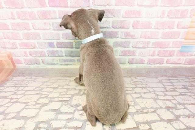 北海道のイタリアングレーハウンド (Coo&RIKU旭川店/2025年5月17日生まれ/男の子/ブルーホワイト)の子犬の4枚目の画像