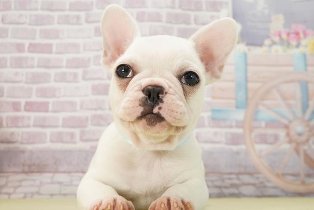 千葉県のフレンチブルドッグ (Coo&RIKU南柏店/2024年12月29日生まれ/男の子/クリーム)の子犬の1枚目の画像