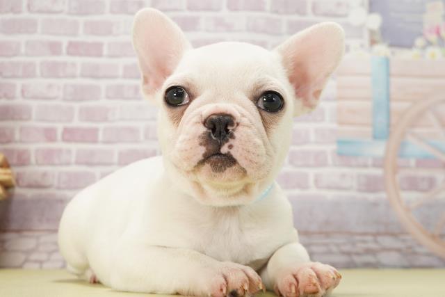 千葉県のフレンチブルドッグ (Coo&RIKU南柏店/2024年12月29日生まれ/男の子/クリーム)の子犬の2枚目の画像