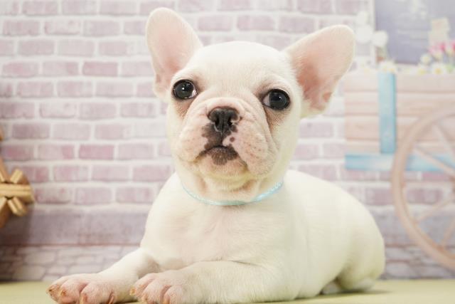 千葉県のフレンチブルドッグ (Coo&RIKU南柏店/2024年12月29日生まれ/男の子/クリーム)の子犬の3枚目の画像