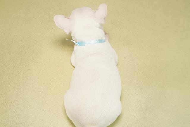 千葉県のフレンチブルドッグ (Coo&RIKU南柏店/2024年12月29日生まれ/男の子/クリーム)の子犬の4枚目の画像