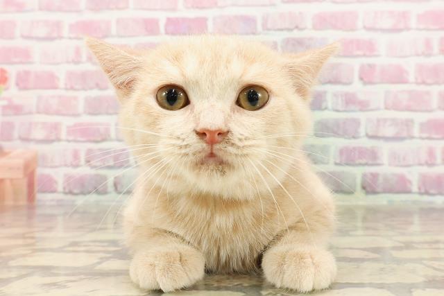 ブリティッシュショートヘアー