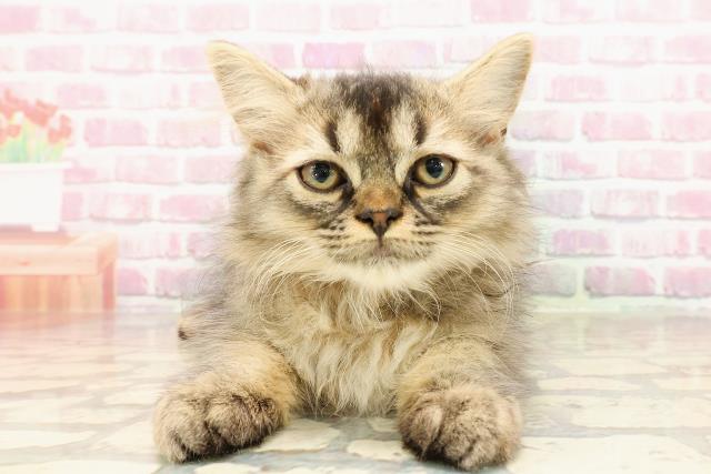 北海道のサイベリアン (Coo&RIKU釧路店/2025年4月25日生まれ/男の子/ブラウンタビー)の子猫