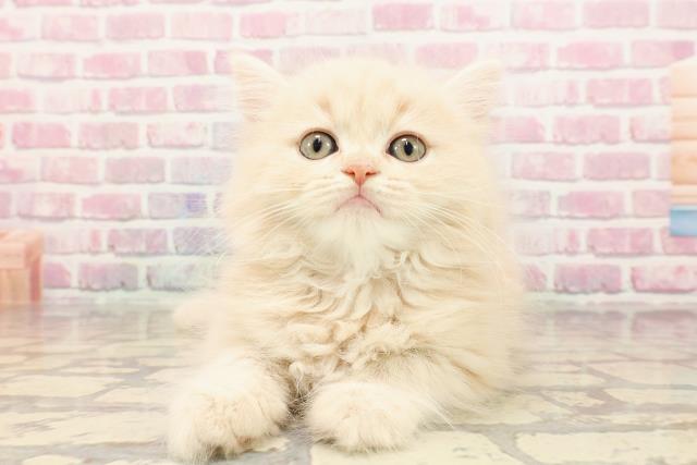 大阪府のミヌエット (Coo&RIKU寝屋川店/2025年5月15日生まれ/女の子/クリームタビー)の子猫の1枚目の画像