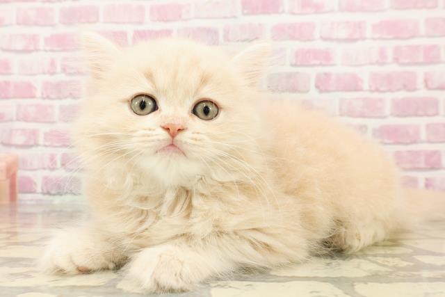 大阪府のミヌエット (Coo&RIKU寝屋川店/2025年5月15日生まれ/女の子/クリームタビー)の子猫の2枚目の画像