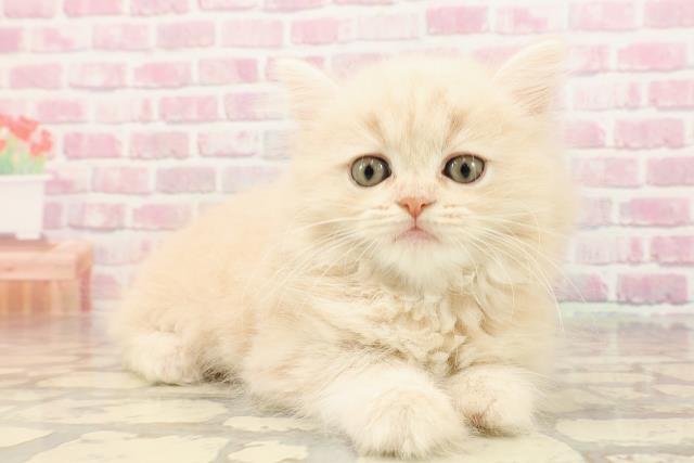 大阪府のミヌエット (Coo&RIKU寝屋川店/2025年5月15日生まれ/女の子/クリームタビー)の子猫の3枚目の画像