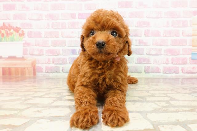 徳島県のトイプードル(トイ) (Coo&RIKU徳島店/2025年5月19日生まれ/女の子/レッド)の子犬の1枚目の画像