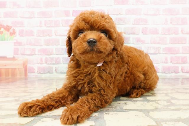 徳島県のトイプードル(トイ) (Coo&RIKU徳島店/2025年5月19日生まれ/女の子/レッド)の子犬の2枚目の画像