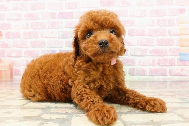 徳島県のトイプードル(トイ) (Coo&RIKU徳島店/2025年5月19日生まれ/女の子/レッド)の子犬の3枚目の画像
