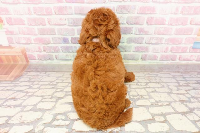 徳島県のトイプードル(トイ) (Coo&RIKU徳島店/2025年5月19日生まれ/女の子/レッド)の子犬の4枚目の画像