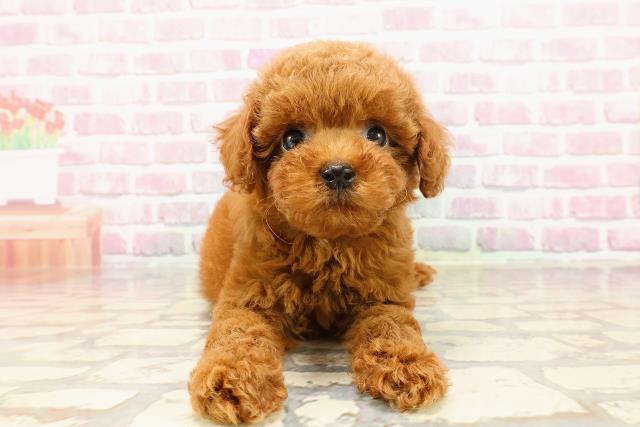 神奈川県のトイプードル(トイ) (Coo&RIKU小田原店/2025年5月19日生まれ/女の子/レッド)の子犬