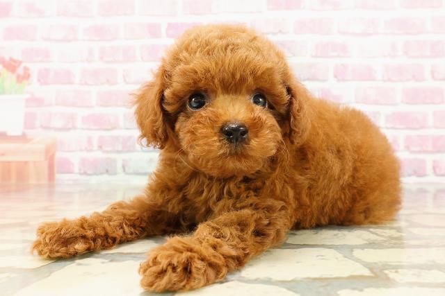 神奈川県のトイプードル(トイ) (Coo&RIKU小田原店/2025年5月19日生まれ/女の子/レッド)の子犬の2枚目の画像