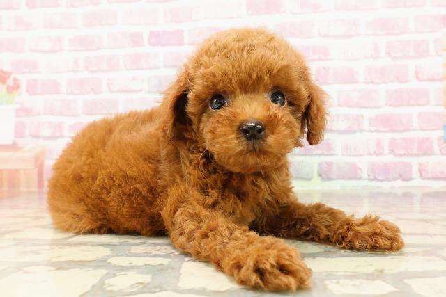 神奈川県のトイプードル(トイ) (Coo&RIKU小田原店/2025年5月19日生まれ/女の子/レッド)の子犬の3枚目の画像