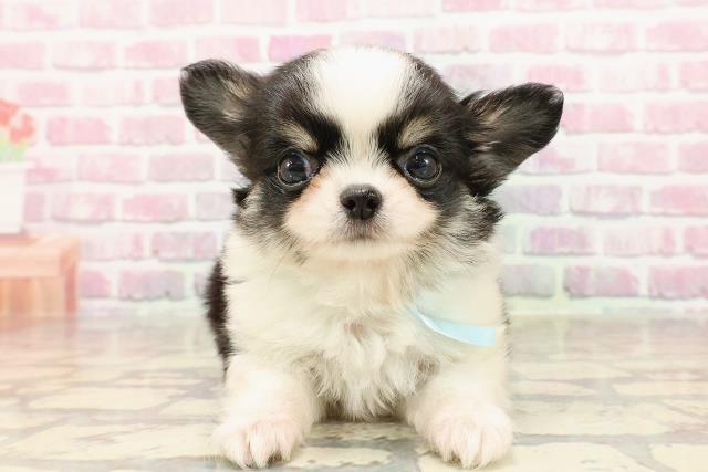 茨城県のチワワ(ロング) (Coo&RIKU日立店/2025年5月17日生まれ/男の子/ブラックタンホワイト)の子犬
