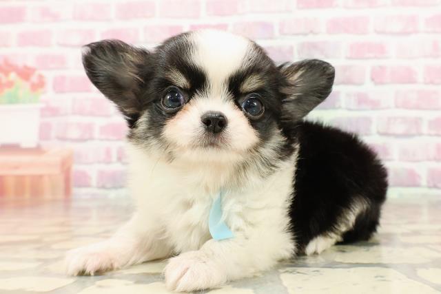 茨城県のチワワ(ロング) (Coo&RIKU日立店/2025年5月17日生まれ/男の子/ブラックタンホワイト)の子犬の2枚目の画像