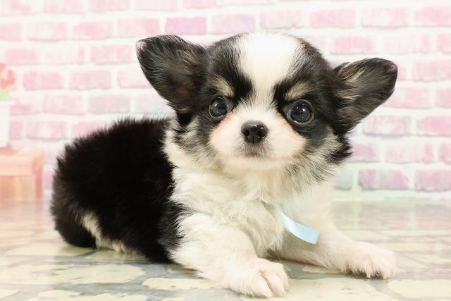 茨城県のチワワ(ロング) (Coo&RIKU日立店/2025年5月17日生まれ/男の子/ブラックタンホワイト)の子犬の3枚目の画像