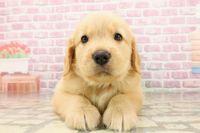神奈川県のゴールデンレトリバー (Coo&RIKU秦野店/2025年5月20日生まれ/男の子/ゴールデン)の子犬