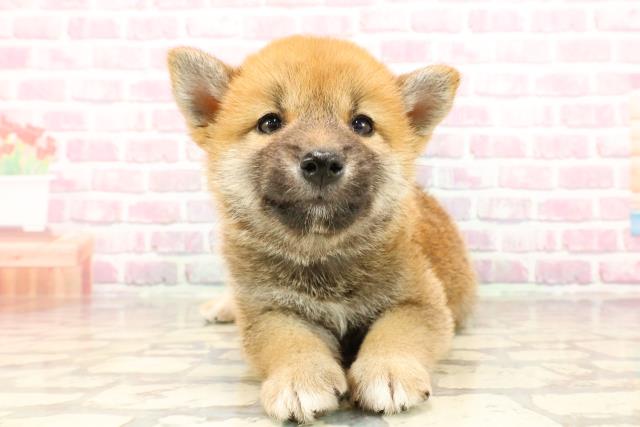 柴犬