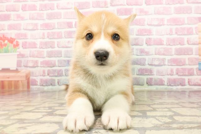 埼玉県のハーフ犬・ミックス犬 (Coo&RIKUアニマルケアセンター大宮/2025年5月18日生まれ/女の子/オレンジホワイト)の子犬の1枚目の画像