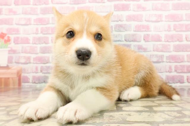 埼玉県のハーフ犬・ミックス犬 (Coo&RIKUアニマルケアセンター大宮/2025年5月18日生まれ/女の子/オレンジホワイト)の子犬の2枚目の画像
