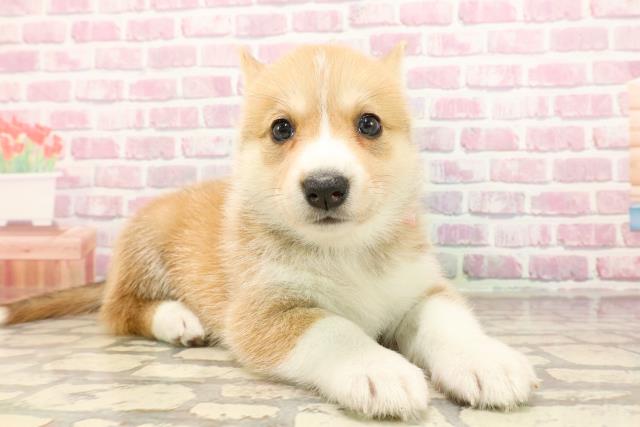 埼玉県のハーフ犬・ミックス犬 (Coo&RIKUアニマルケアセンター大宮/2025年5月18日生まれ/女の子/オレンジホワイト)の子犬の3枚目の画像